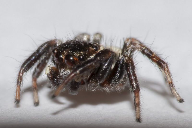 Salticidae: Evarca jucunda